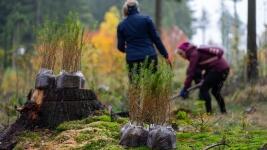 Výsadby druhově rozmanitých lesů - 2